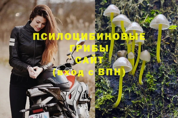бошки Белокуриха